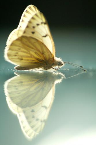 Fotografia de zonacactus - Galeria Fotografica: pequeos momentos de osio - Foto: nacimiento