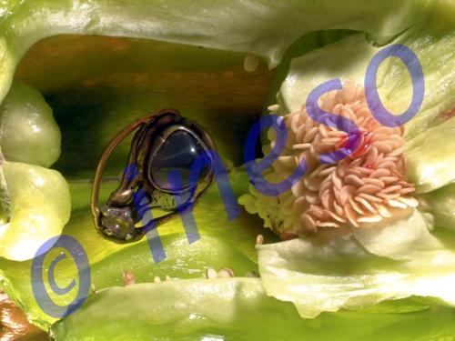 Fotografia de formato(ineso) - Galeria Fotografica: formatobook 1 - Foto: joya