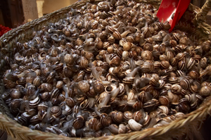 Fotografia de Susanne - Galeria Fotografica: Fes Marruecos - Foto: Caracoles