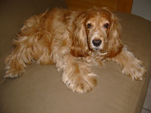 Fotografia de DFF - Galeria Fotografica: Mi perita lily - Foto: 