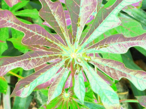 Fotografia de Milu - Galeria Fotografica: Distorcin - Foto: estrella