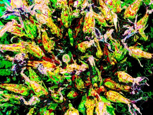 Fotografia de Milu - Galeria Fotografica: Distorcin - Foto: flores