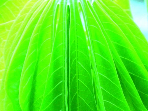 Fotografia de Milu - Galeria Fotografica: Natural - Foto: capullo