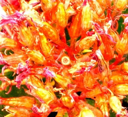 Fotografia de Milu - Galeria Fotografica: Natural - Foto: 