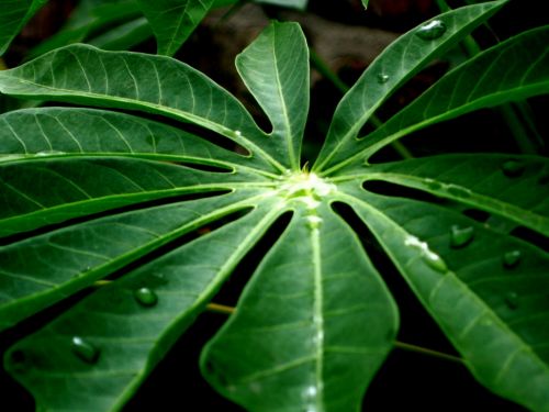 Fotografia de Milu - Galeria Fotografica: Natural - Foto: estrella