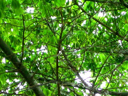 Fotografia de Milu - Galeria Fotografica: Natural - Foto: red verde