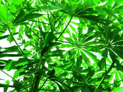 Fotografia de Milu - Galeria Fotografica: Natural - Foto: cafeto