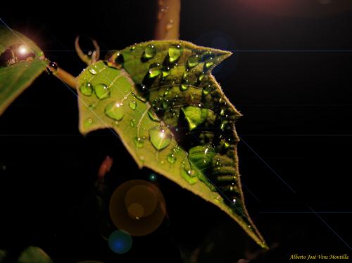 Fotografia de MoNo - Galeria Fotografica: Lo que nos rodea - Foto: Gotitas de Cristal