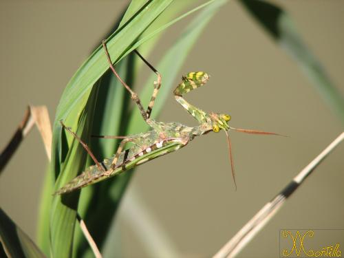 Fotografia de MoNo - Galeria Fotografica: Lo que nos rodea - Foto: Mantis