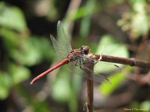 Fotografia de MoNo - Galeria Fotografica: Lo que nos rodea - Foto: Libelula