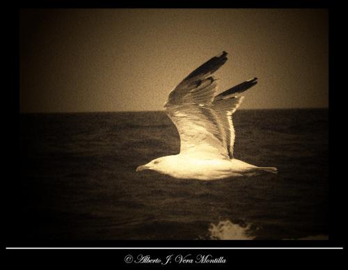 Fotografia de MoNo - Galeria Fotografica: Lo que nos rodea - Foto: Gaviota