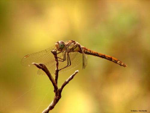 Fotografia de MoNo - Galeria Fotografica: Lo que nos rodea - Foto: Libelula 2