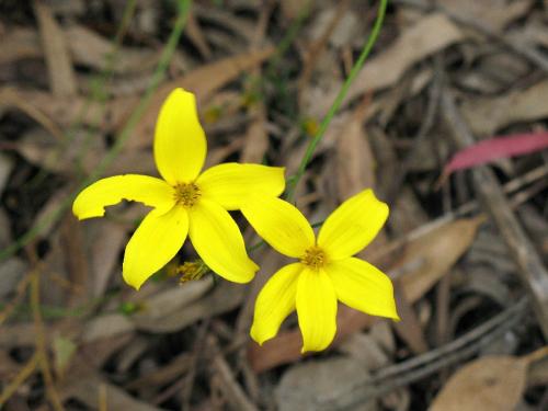 Fotografia de ANSA - Galeria Fotografica: Macro - Foto: UNO