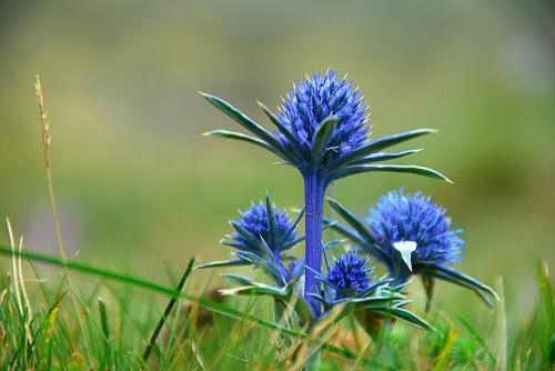 Fotografia de Jess - Galeria Fotografica: Flora y fauna - Foto: Flor de la magdalena