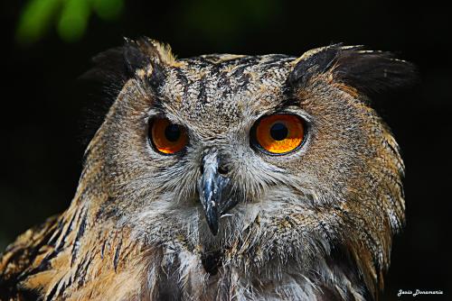 Fotografia de Jess - Galeria Fotografica: Flora y fauna - Foto: Buo Real