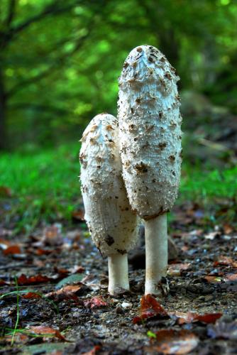 Fotografia de Jess - Galeria Fotografica: Flora y fauna - Foto: Coprinus comatus