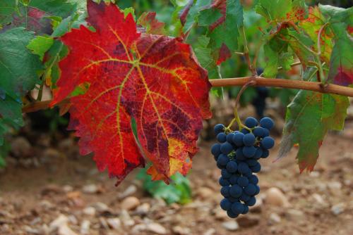 Fotografia de Jess - Galeria Fotografica: Flora y fauna - Foto: Uva