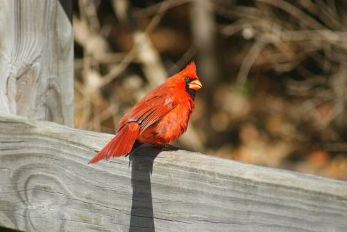 Fotografia de Juan Iglesias - Galeria Fotografica: Los Iglesias - Foto: El Cardenalito