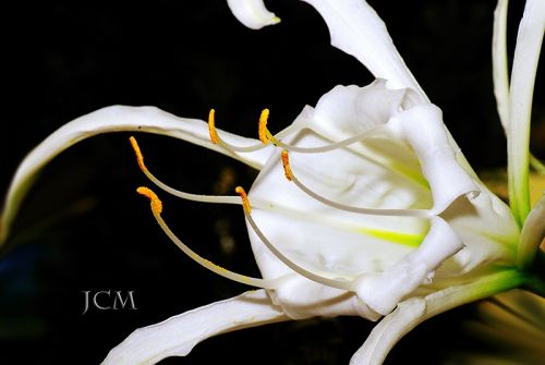 Fotografia de XCMfoto - Galeria Fotografica: FLORES-MACRO - Foto: INCOGNITA