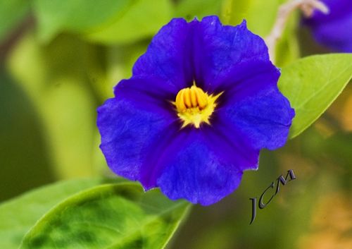 Fotografia de XCMfoto - Galeria Fotografica: FLORES-MACRO - Foto: Solanum Ratonetii