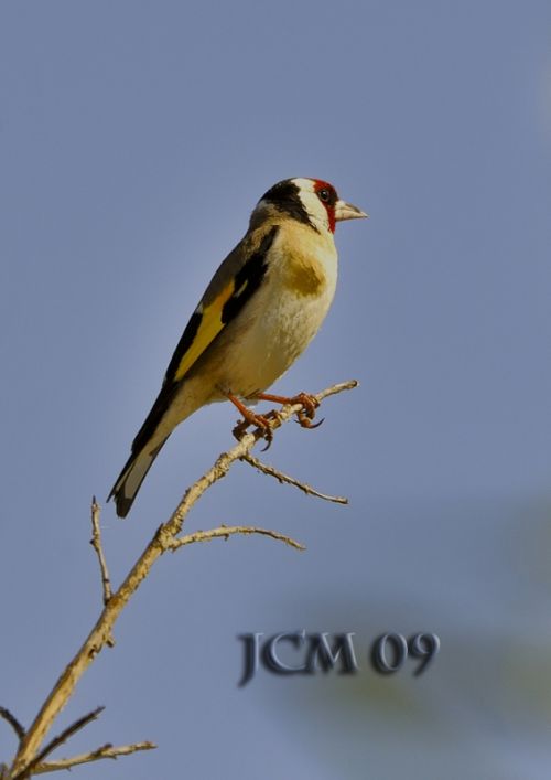Fotografia de XCMfoto - Galeria Fotografica: FLORES-MACRO - Foto: JILGUERO (CarduelisCarduelis)