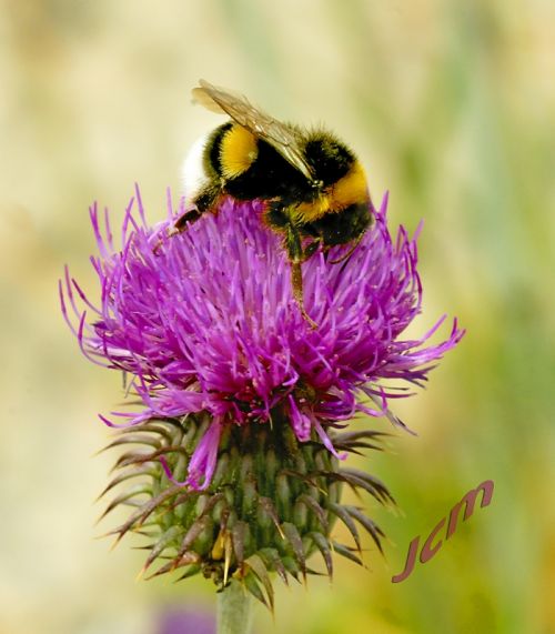 Fotografia de XCMfoto - Galeria Fotografica: FLORES-MACRO - Foto: ABEJORRO (Bombus hortorum)