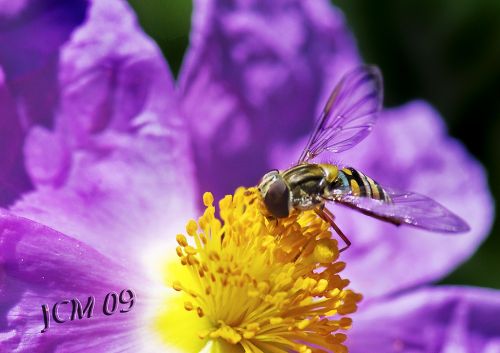 Fotografia de XCMfoto - Galeria Fotografica: FLORES-MACRO - Foto: Hymenoptera sobre Cistus Albidus