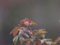 Fotos de unisol -  Foto: macro natura - rosaleda