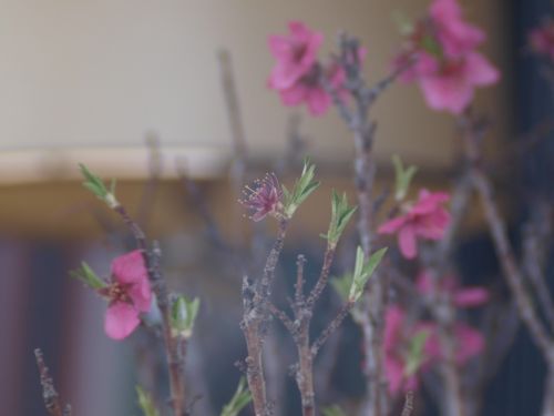 Fotografia de unisol - Galeria Fotografica: macro natura - Foto: fugsia 