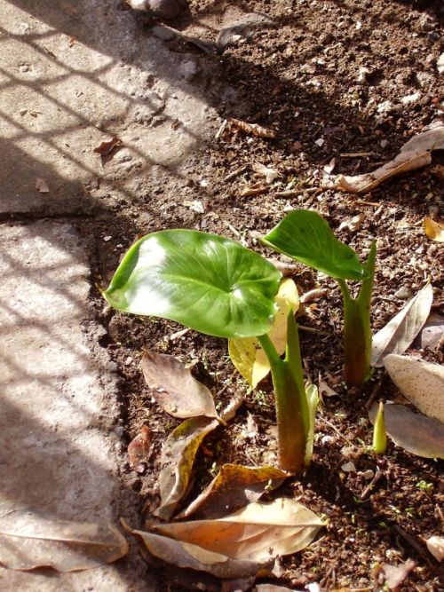 Fotografia de cromosintesis - Galeria Fotografica: Retratos - Foto: 