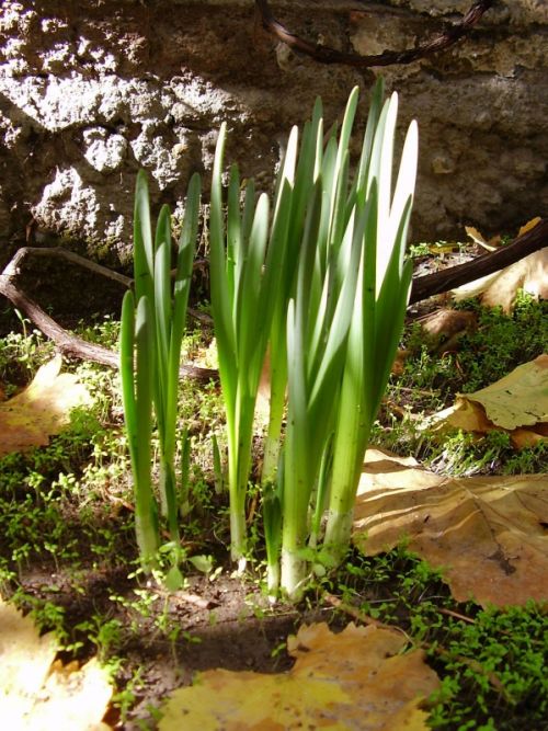 Fotografia de cromosintesis - Galeria Fotografica: Retratos - Foto: 