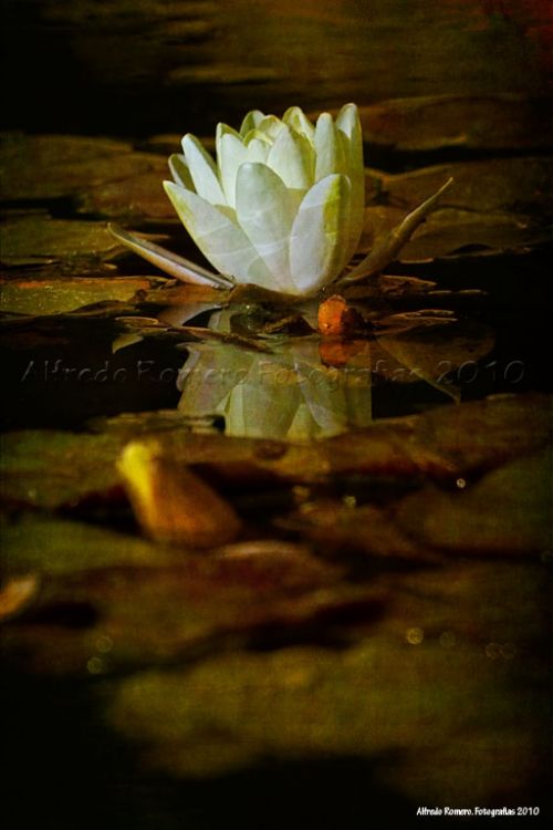 Fotografia de Alfredo Romero Fotografias - Galeria Fotografica: Texturas - Foto: Nenufar