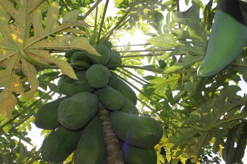 Fotografia de VagnerKadu - Galeria Fotografica: EU - Foto: 