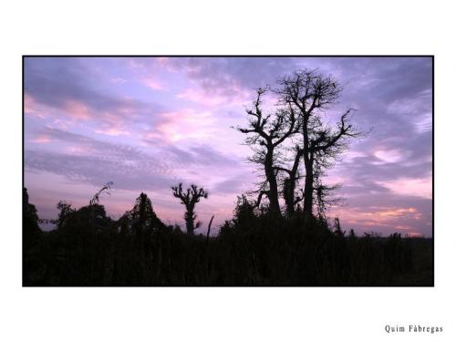 Fotografia de quim fotograf - Galeria Fotografica: Una visin de frica - Foto: Baobab, que maravilla!!