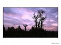 Fotos de quim fotograf -  Foto: Una visin de frica - Baobab, que maravilla!!