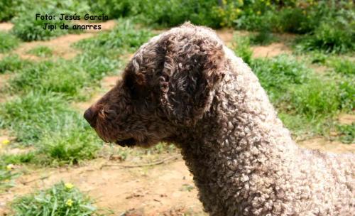 Fotografia de Juaje - Galeria Fotografica: perros - Foto: jipi