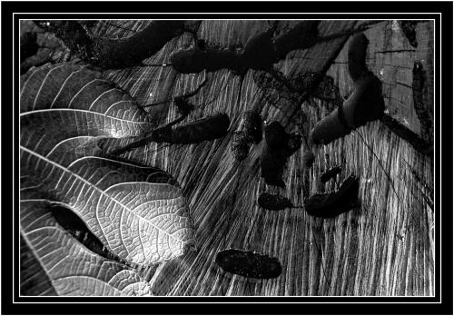 Fotografia de Jos Luis Villaverde - Galeria Fotografica: Tras el ojo monocromo - Foto: Naturaleza en B&N