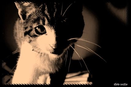 Fotografia de geneva - Galeria Fotografica: FAUNA - Foto: 