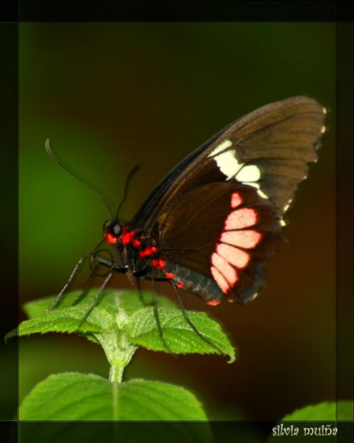 Fotografia de geneva - Galeria Fotografica: FAUNA - Foto: 