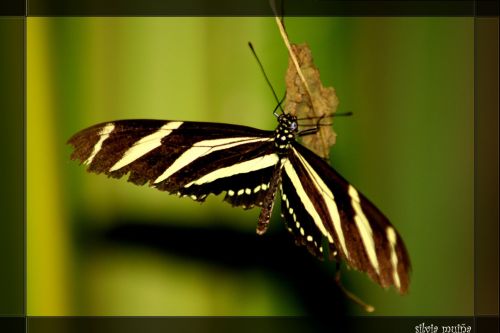 Fotografia de geneva - Galeria Fotografica: FAUNA - Foto: 