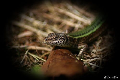 Fotografia de geneva - Galeria Fotografica: FAUNA - Foto: 