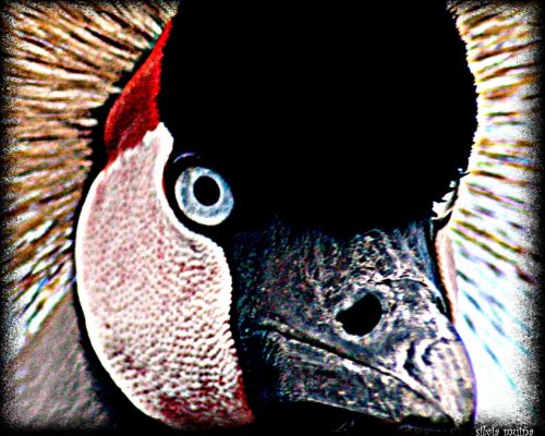 Fotografia de geneva - Galeria Fotografica: FAUNA - Foto: 