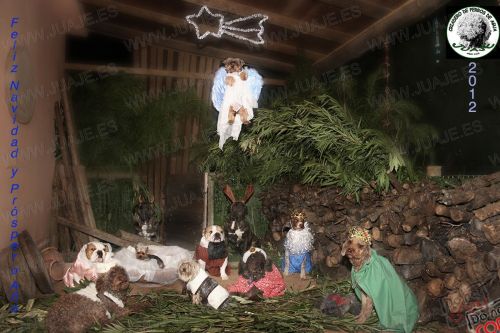 Fotografia de Juaje - Galeria Fotografica: perros - Foto: feliz navidad