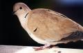 Fotos de A_bareti -  Foto: Fotos 2 - pigeon