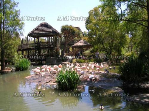 Fotografia de Ana Maria - Galeria Fotografica: Visita a wild animal park - Foto: flamingos