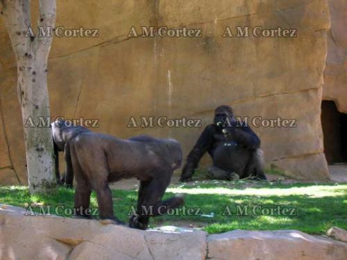 Fotografia de Ana Maria - Galeria Fotografica: Visita a wild animal park - Foto: hora de comer