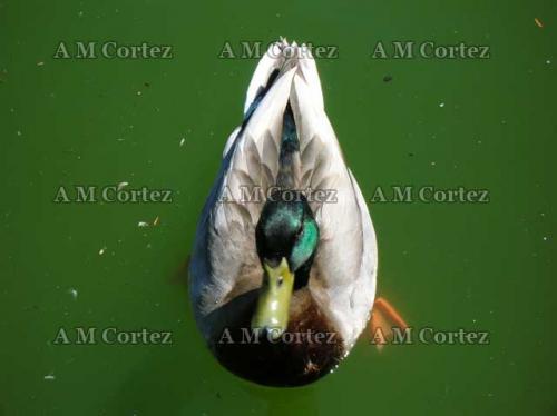 Fotografia de Ana Maria - Galeria Fotografica: Visita a wild animal park - Foto: pato en lago