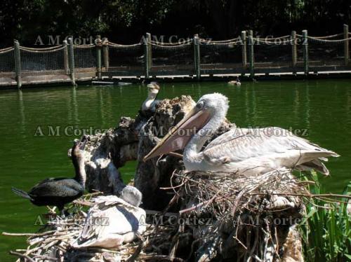 Fotografia de Ana Maria - Galeria Fotografica: Visita a wild animal park - Foto: pelicanos descansando