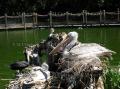 Foto de  Ana Maria - Galería: Visita a wild animal park - Fotografía: pelicanos descansando