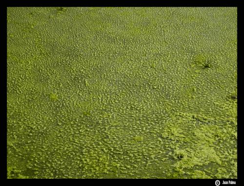 Fotografia de Juan Palma - Galeria Fotografica: Mirando Cerca - Foto: Superficie